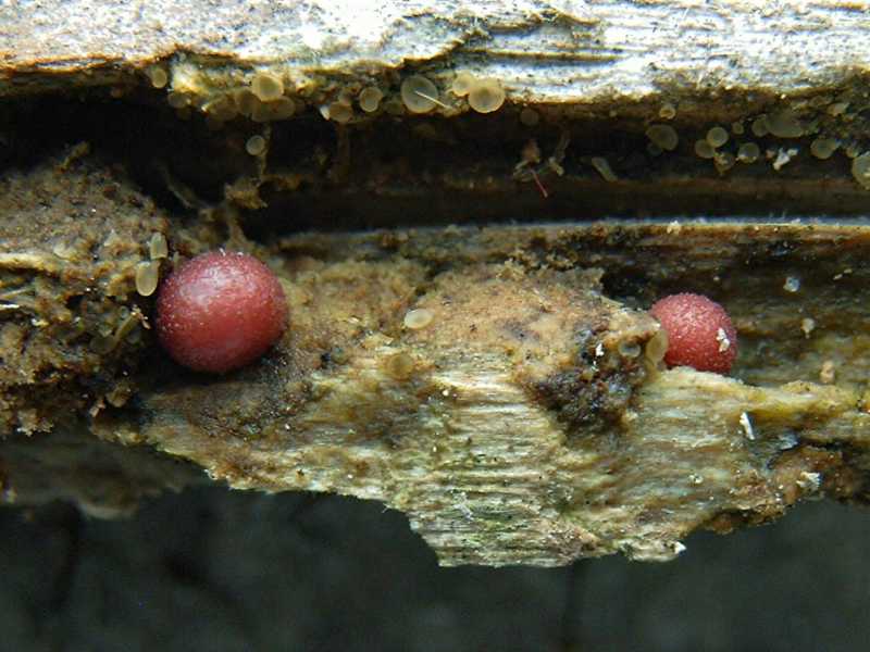 lycogala_conicum_6092204af.JPG