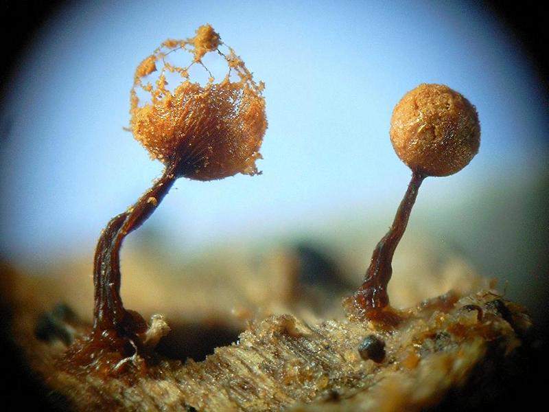 cribraria_rufa_6102801bf.jpg