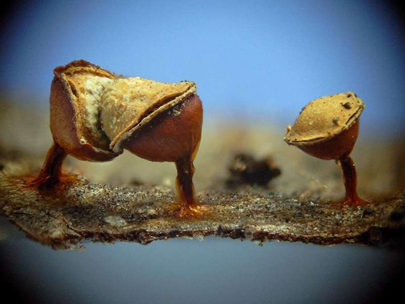 craterium_minutum_8000005cf.JPG