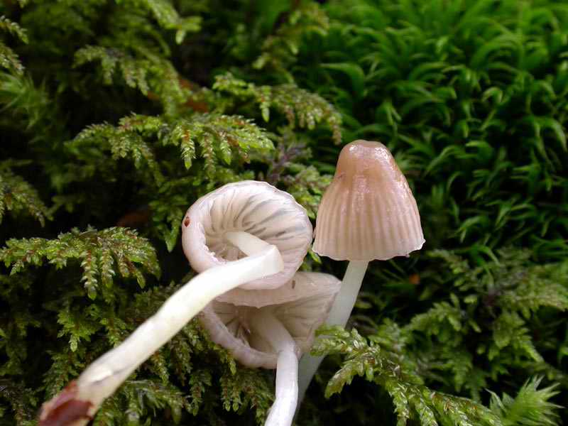 mycena_epipterygia_v_pelliculosa_2027_02.jpg