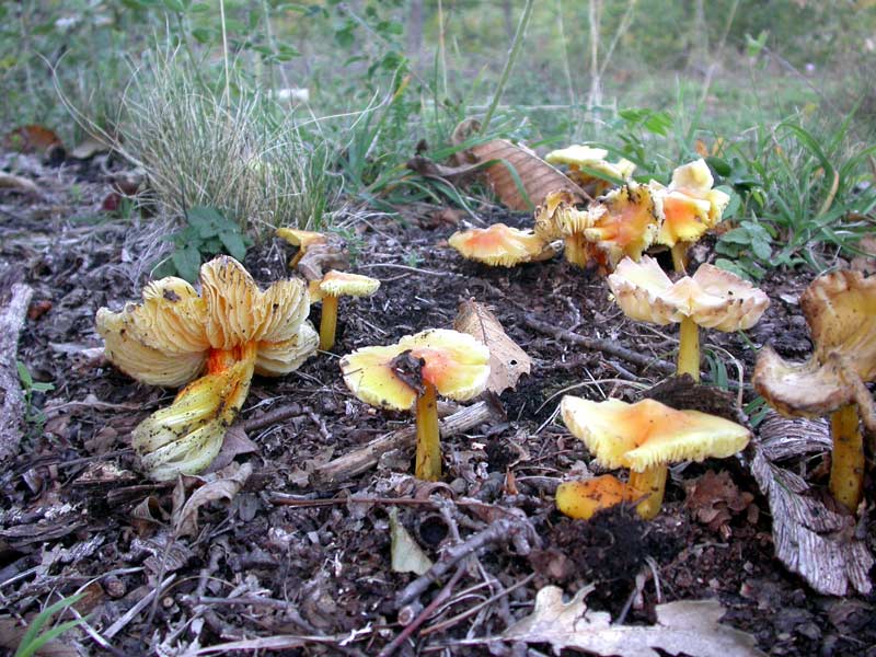 hygrocybe_persistens_var_persistens_2053_01.jpg