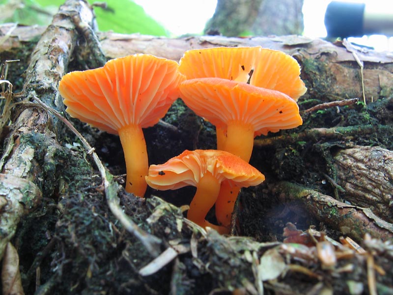 hygrocybe_calciphila_2340_02.jpg