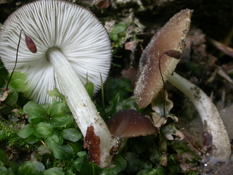 pluteus_hispidulus01.jpg