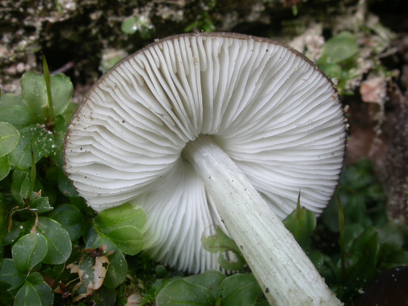 pluteus_hispidulus02.jpg