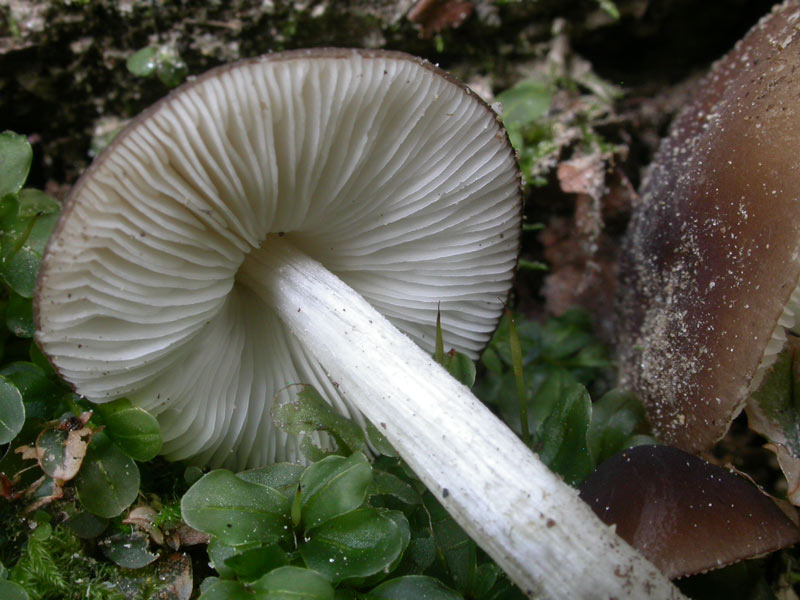 pluteus_hispidulus03.jpg