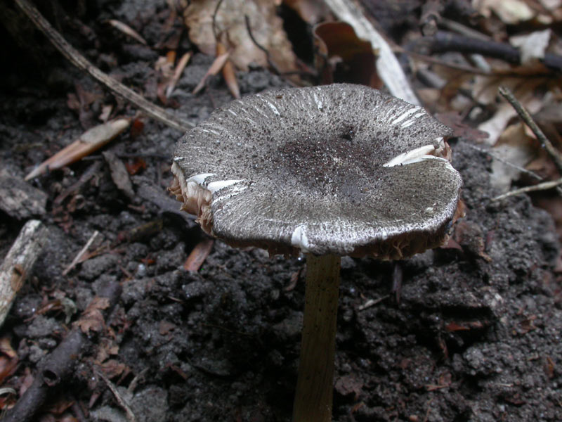 pluteus_hispidulus01.jpg