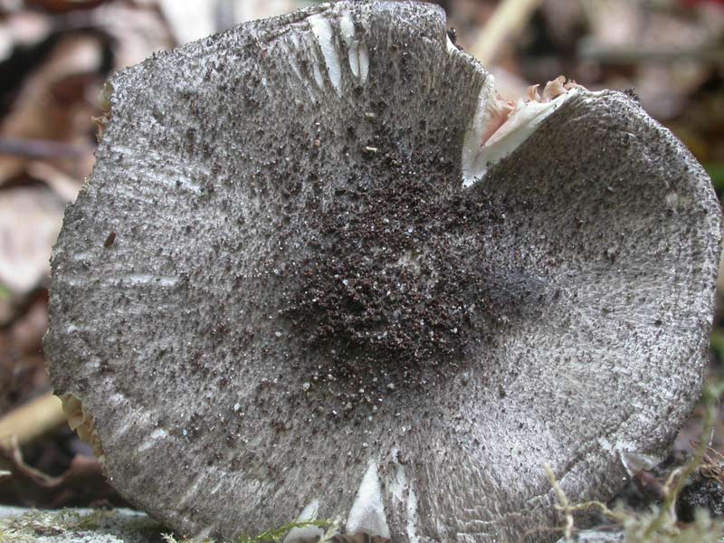 pluteus_hispidulus02.jpg