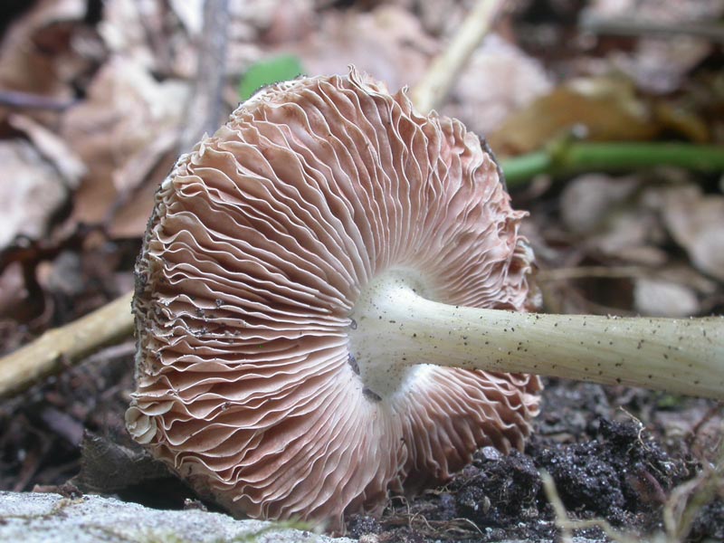 pluteus_hispidulus03.jpg