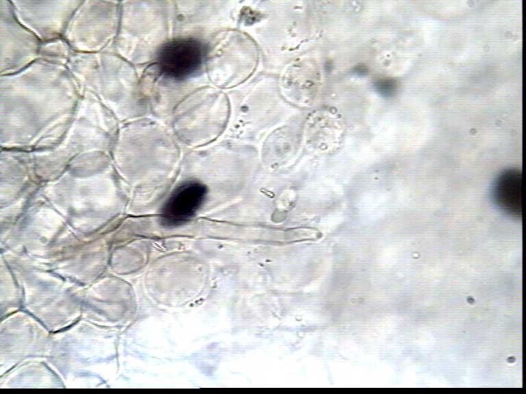 panaeolus_rickenii08.jpg