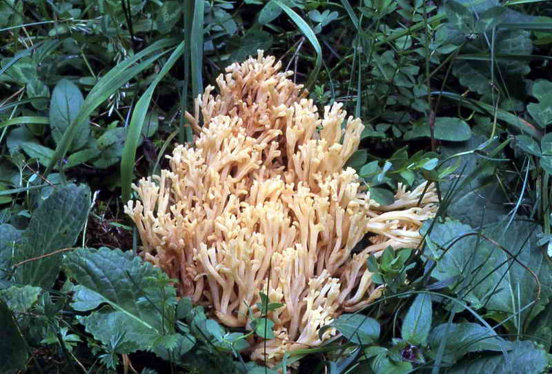 ramaria_flavobrunnescens_c0230.jpg