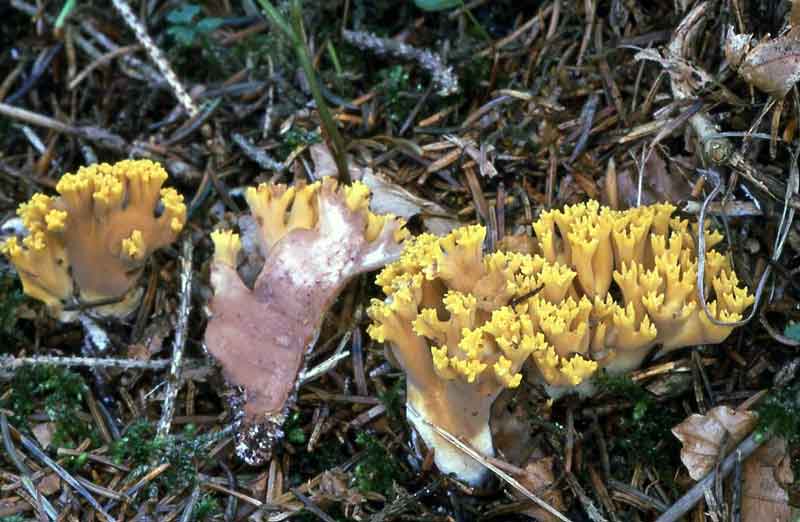 ramaria_testaceoflava_c0226.jpg