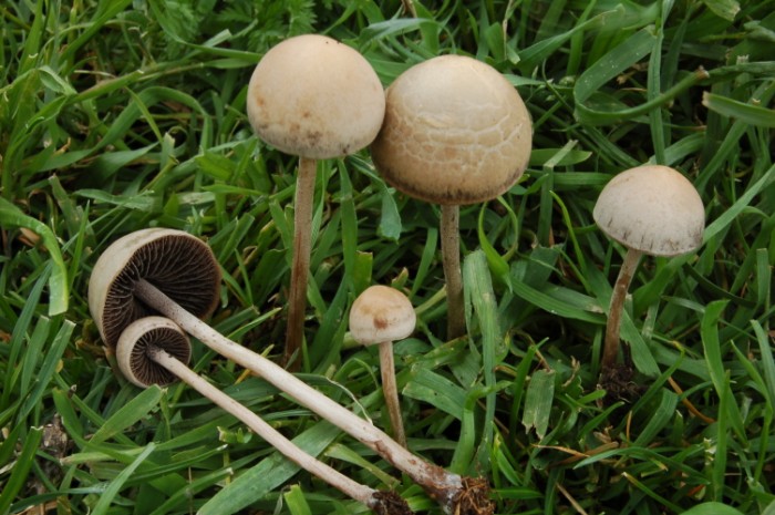 Panaeolus_1239__700_x_465_.jpg