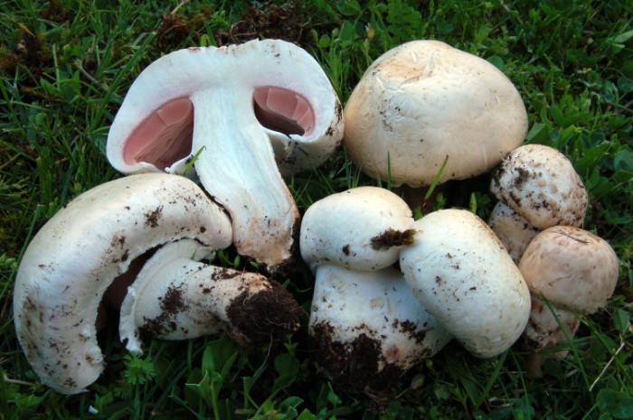 Agaricus_maskae__700_x_465_.jpg