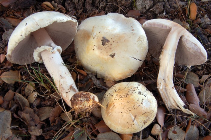 Agaricus_silvicola__700_x_465_.jpg