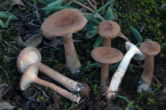 Clitocybe_cf._squamulosoides__700_x_465_.jpg