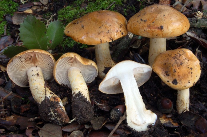 Cortinarius_1403__700_x_465_.jpg