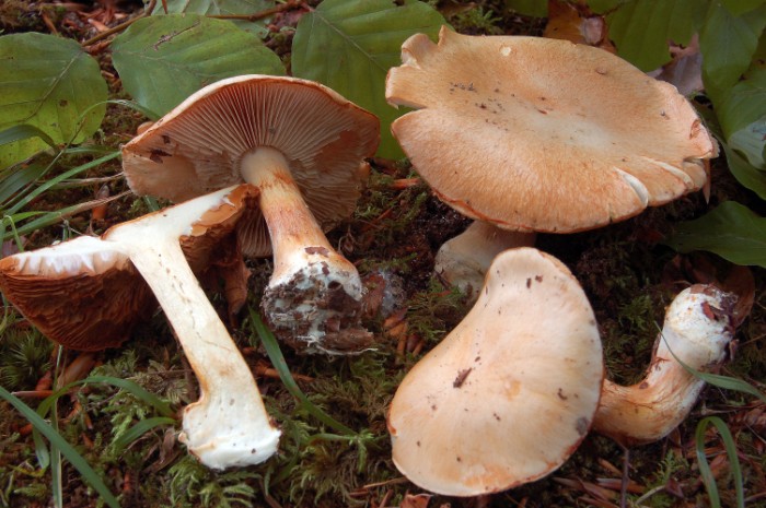 Cortinarius_1319.jpg