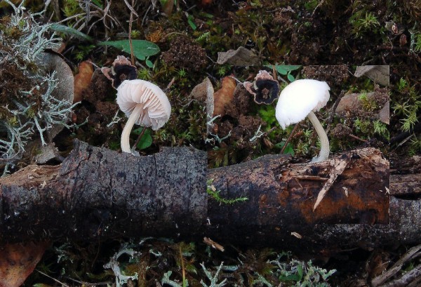 Pluteus_1346__600_x_409_.jpg