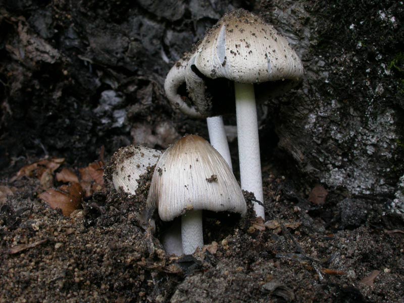 coprinus_echinosporus01.jpg