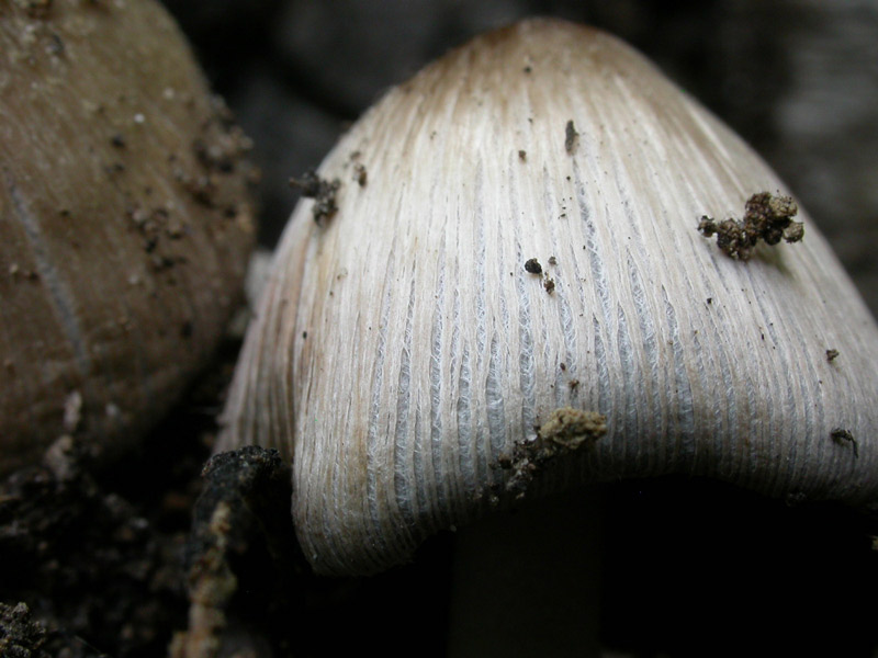 coprinus_echinosporus03.jpg