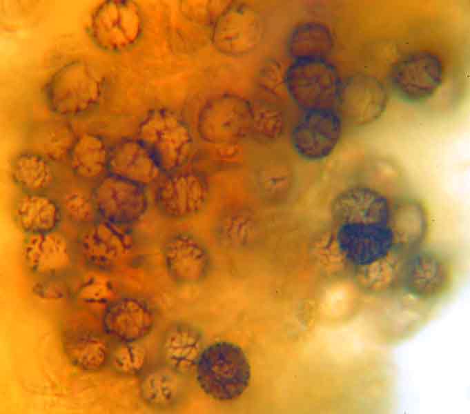 Micro_L._rugatus_3.jpg