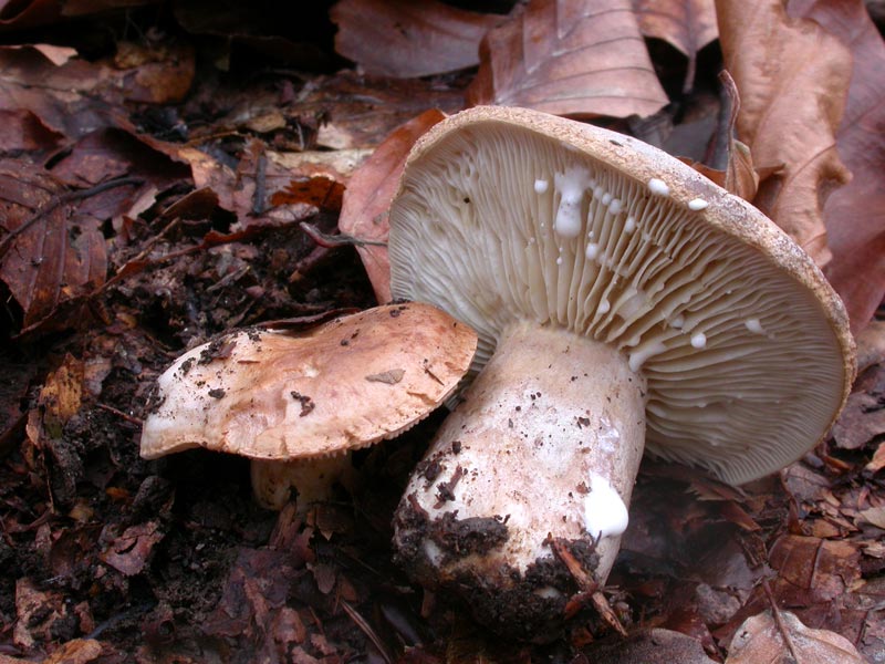 lactarius_fluens_2075_01.jpg