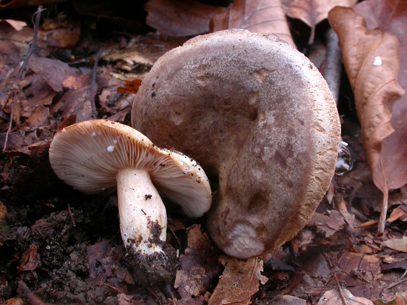 lactarius_fluens_2075_02.jpg