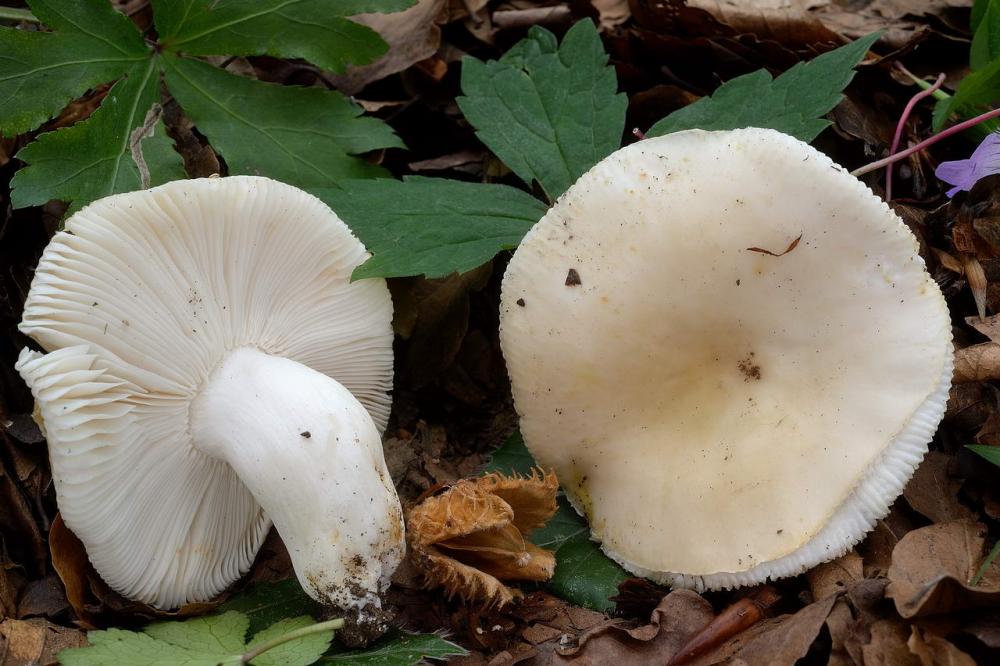 Russula faustiana0003.jpg