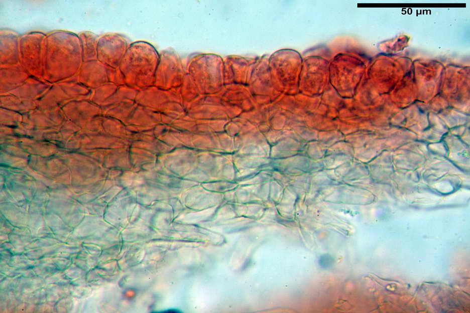 coprinellus 09.jpg