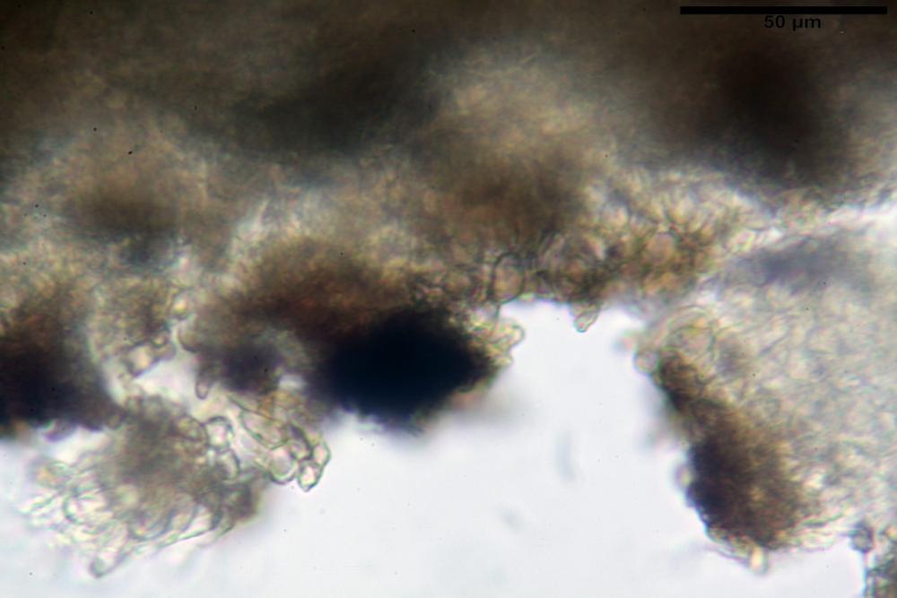 Podophacidium xanthomelum 7945 20_resize.JPG