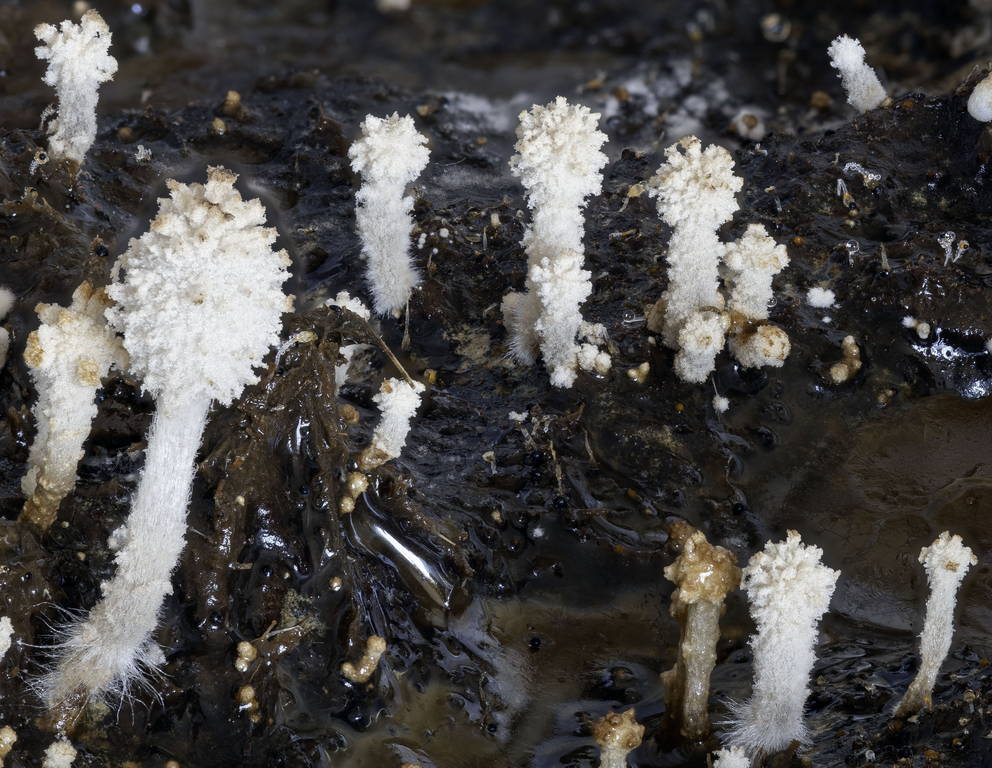 Coprinopsis 04.jpg