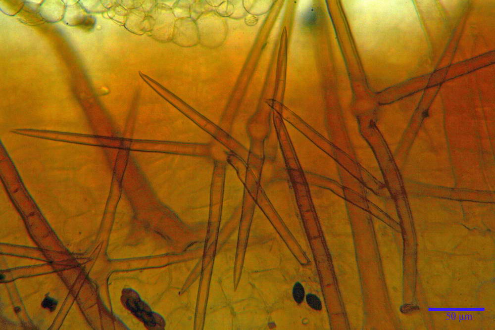 cheilimenia stercorea 4900 23.jpg