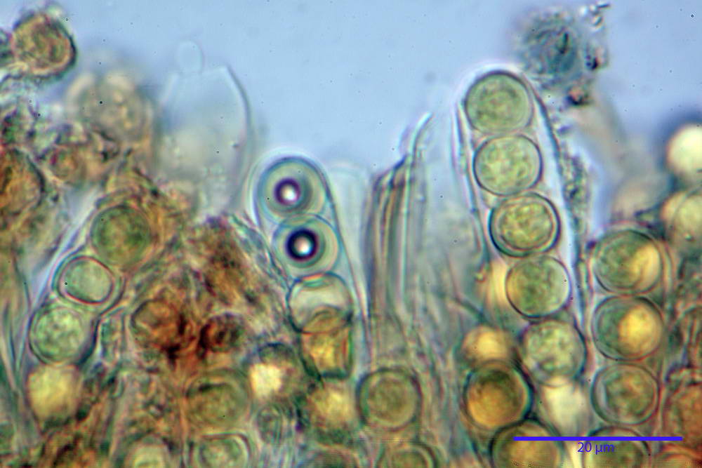 plicaria endocarpoides 5034 42.jpg