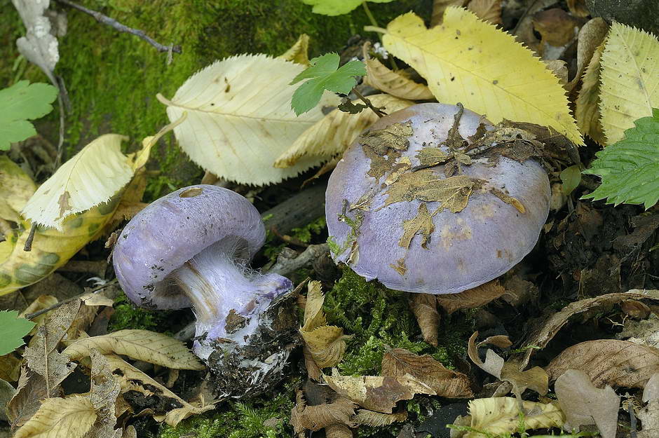 cortinarius sodagnitus var mediocris 4614 03.jpg