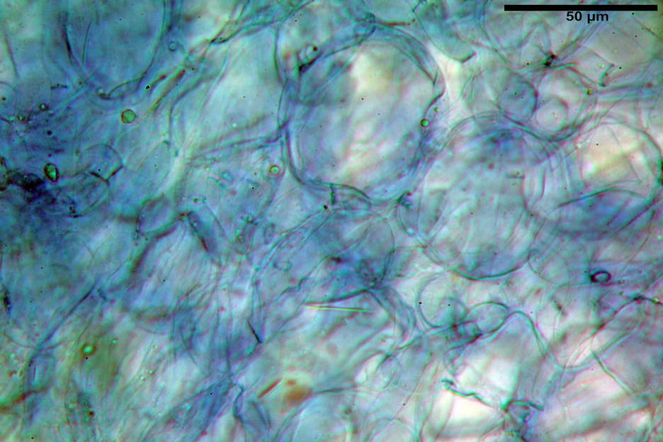 peziza subviolacea 4827 09.jpg