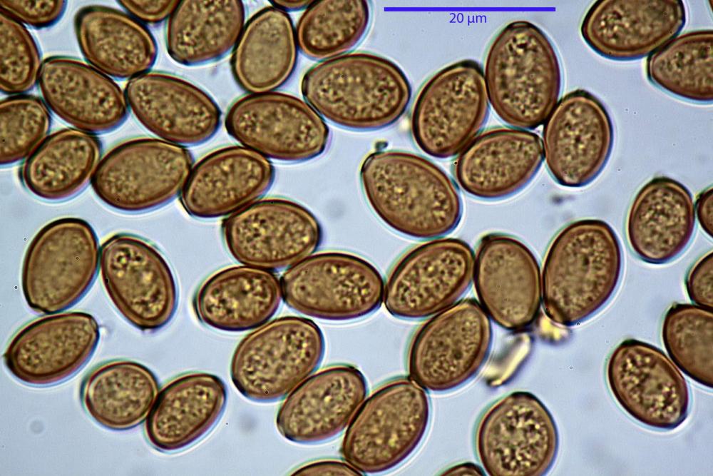 conocybe albipes var albipes spore ammoniaca.jpg