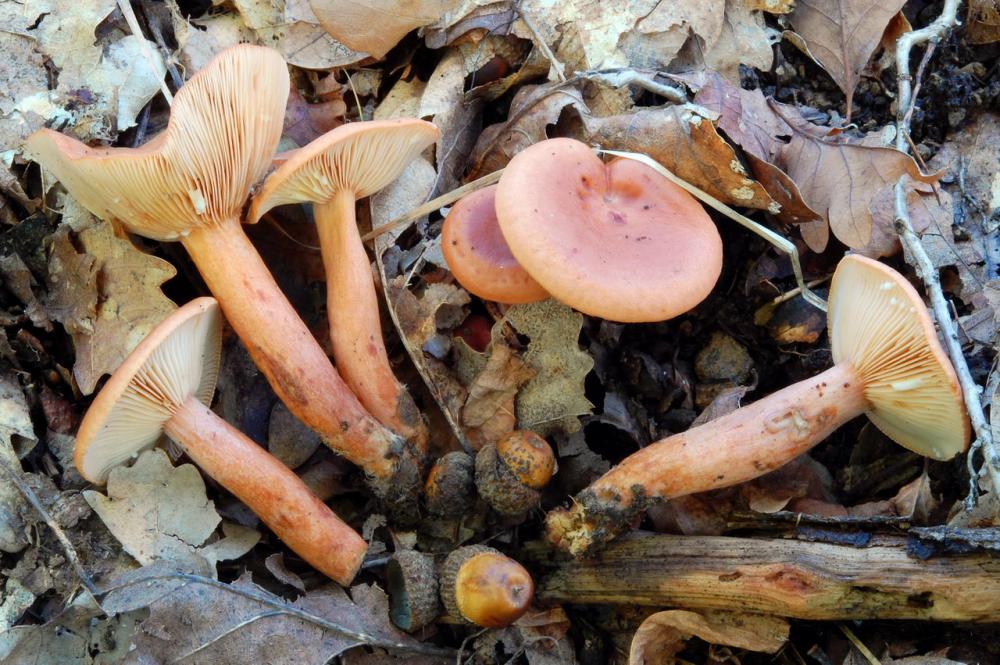 Lactarius decipiens 6534_1.JPG