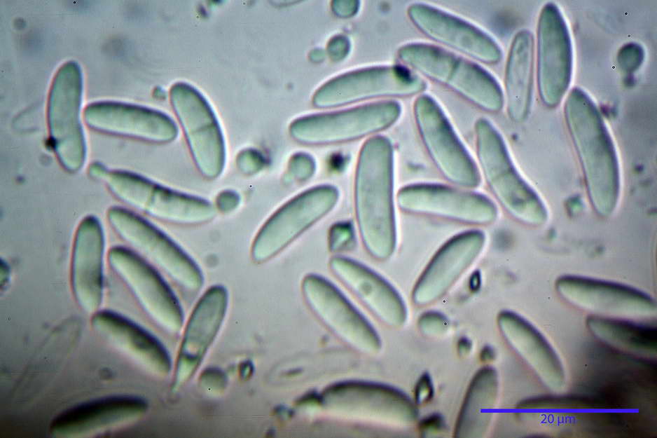 vigna 21.jpg