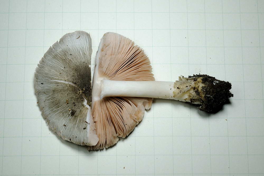 volvariella caesiotincta 4963 06.jpg