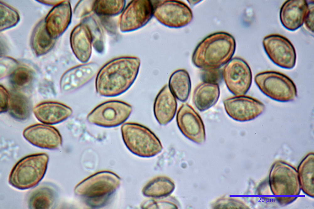 hebeloma velutipes 80.jpg