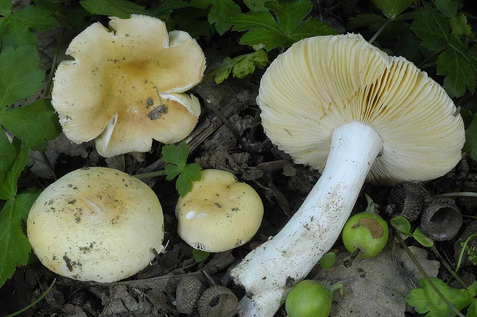 russula risigallina 4702 02.jpg