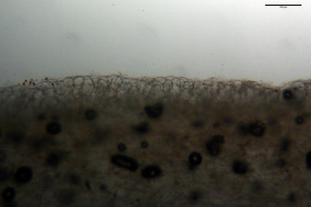 Psathyrella fatua 6261 09.jpg