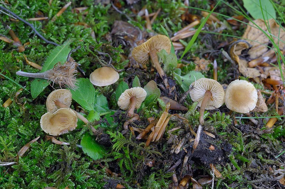 inocybe petiginosa 4684 02.jpg