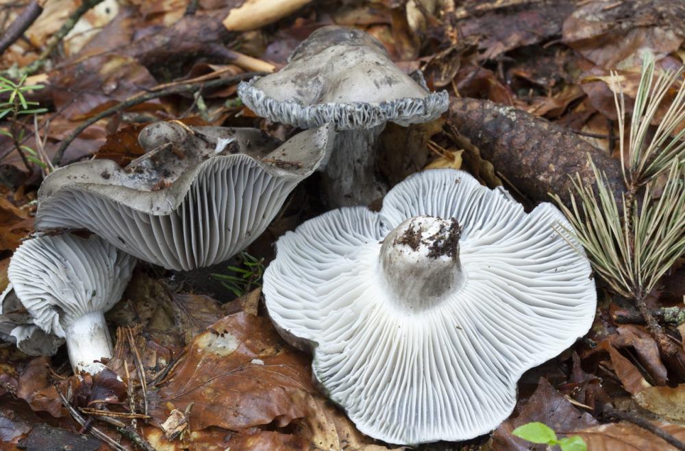 hygrophorus marzuolus 5172 03_resize.jpg