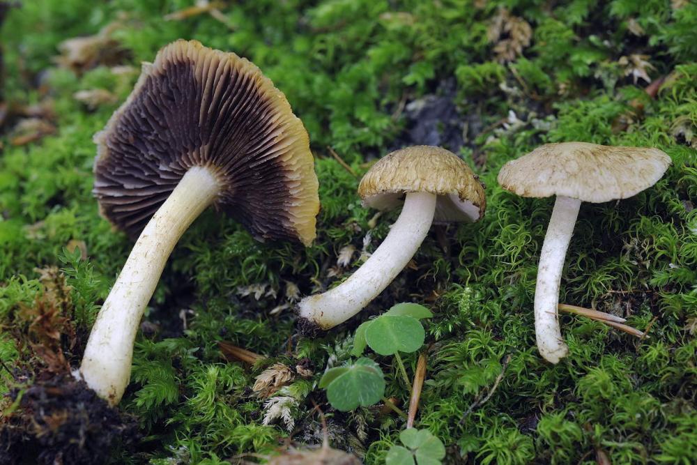 Cystoagaricus silvestris 5336 03.jpg