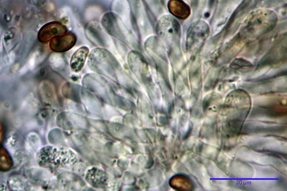 pholiota tuberculosa 4736 27.jpg
