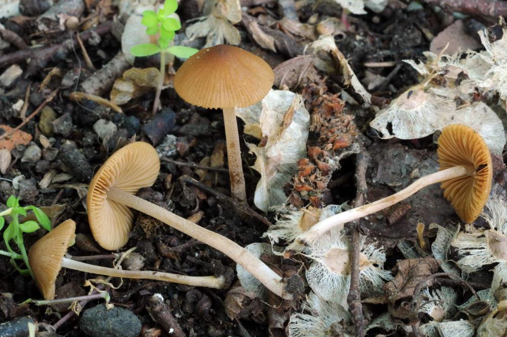 Conocybe macrocephala 01 .JPG