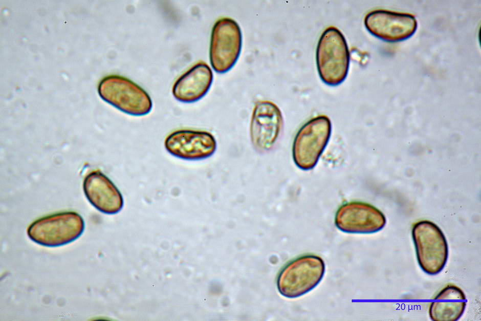 inocybe leucoblema 4846 46.jpg