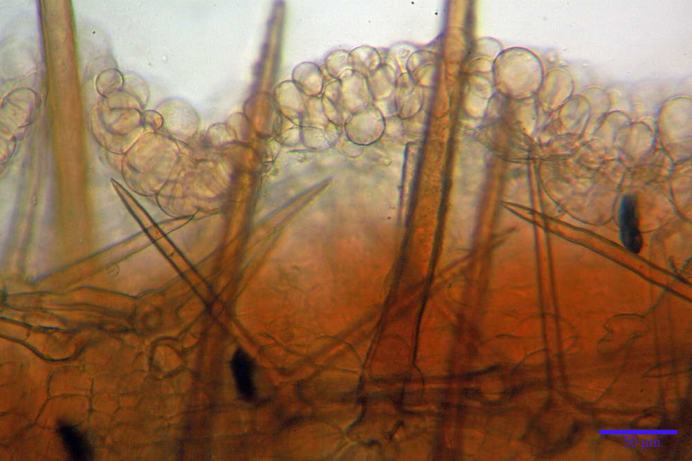 cheilimenia stercorea 4900 22.jpg