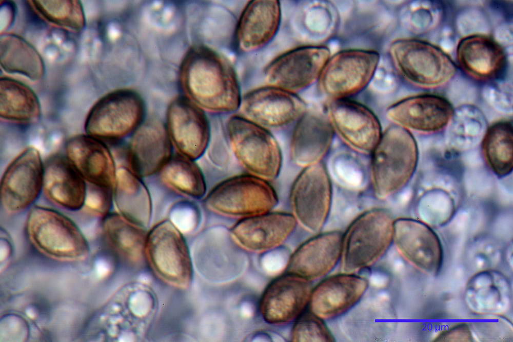 hebeloma velutipes 84.jpg